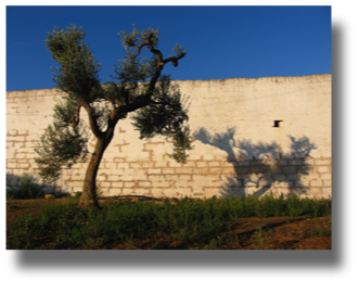 Tree Shadow